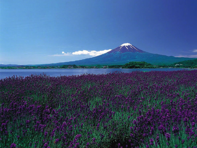 点击大图看下一张：被春天花儿簇拥的富士山