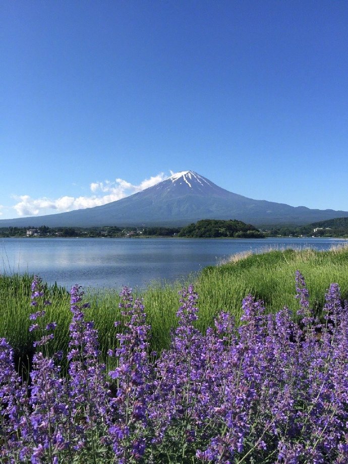 点击大图看下一张：被春天花儿簇拥的富士山