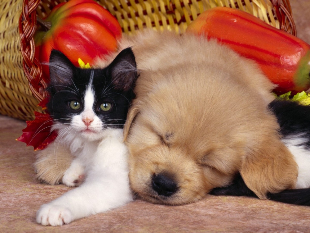 点击大图看下一张：一组和谐友爱的猫咪与狗狗图片