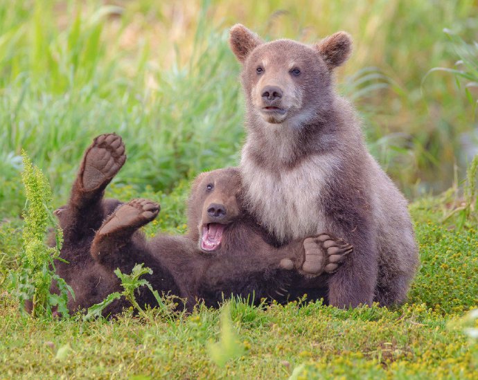 点击大图看下一张：俄罗斯熊宝宝打架图片欣赏
