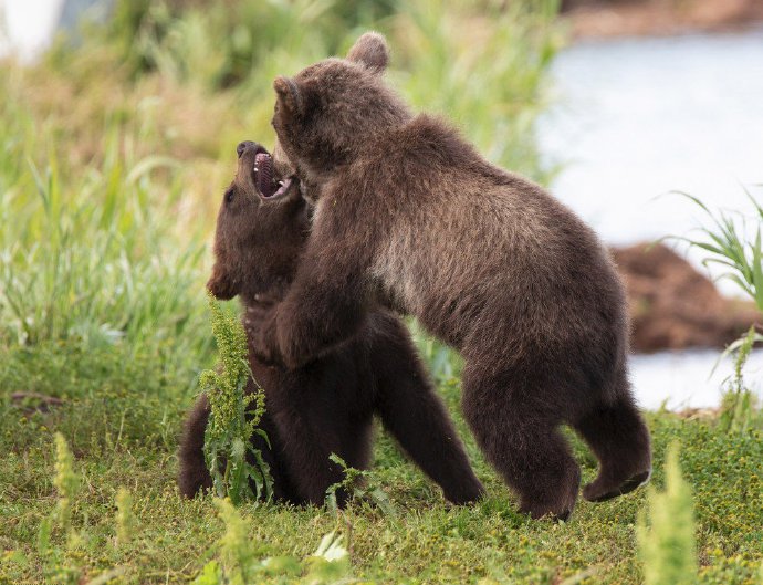 点击大图看下一张：俄罗斯熊宝宝打架图片欣赏