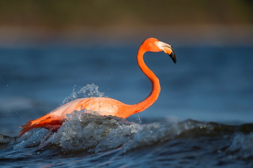 点击大图看下一张：水里戏耍的火烈鸟