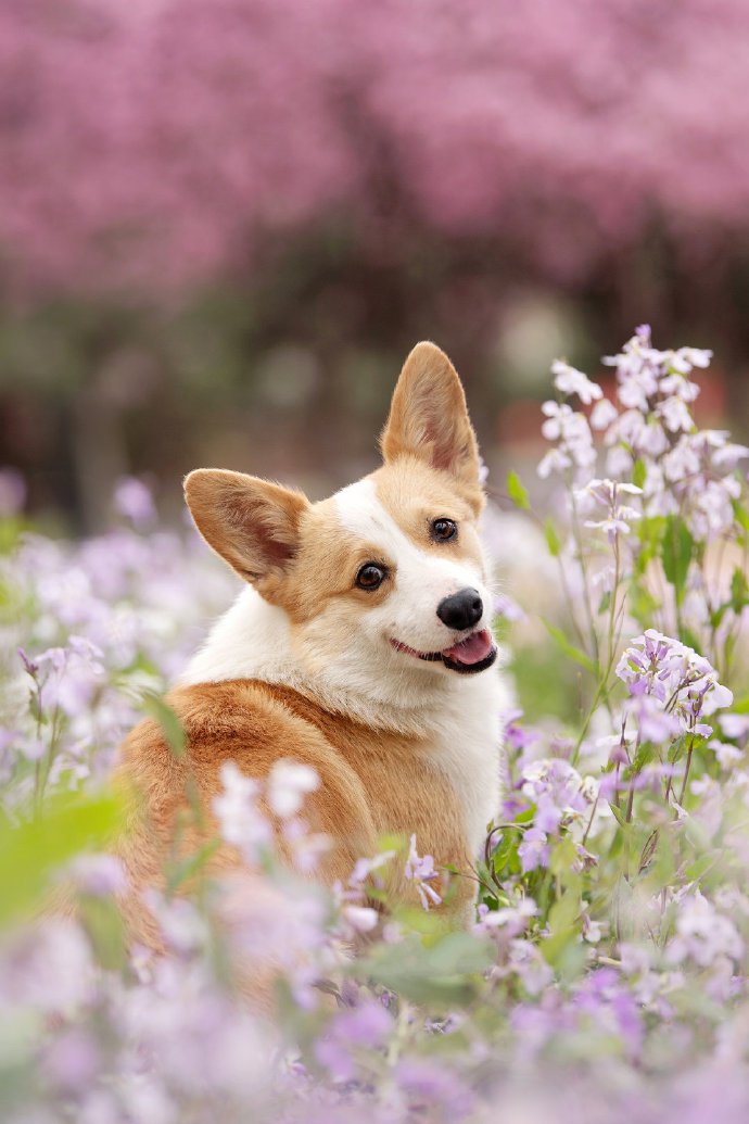 点击大图看下一张：春天里拍摄的每一个狗狗都美美哒