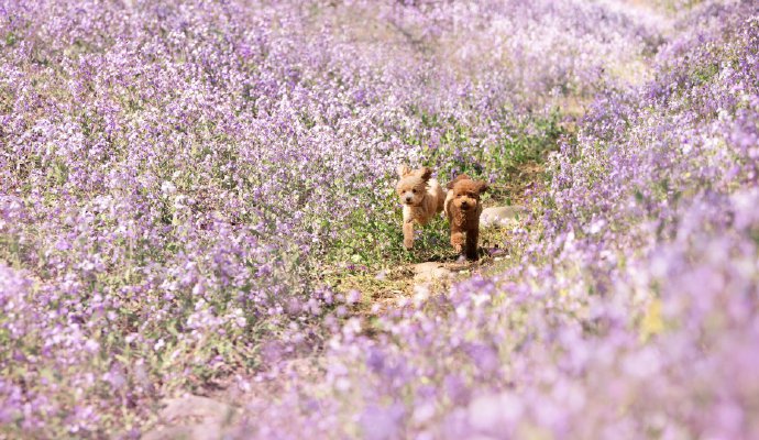点击大图看下一张：春天里拍摄的每一个狗狗都美美哒