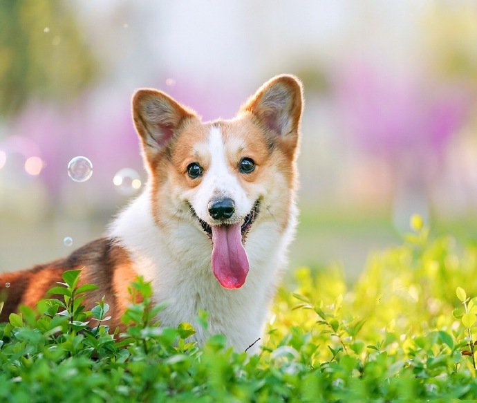 点击大图看下一张:小短腿欢乐多--柯基图片