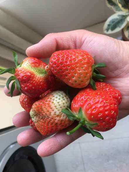 点击大图看下一张：一组新鲜唯美的小草莓图片