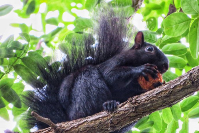 点击大图看下一张：树上活泼的小松鼠图片