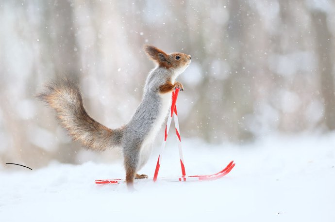 点击大图看下一张：一组冬天里做运动的小松鼠