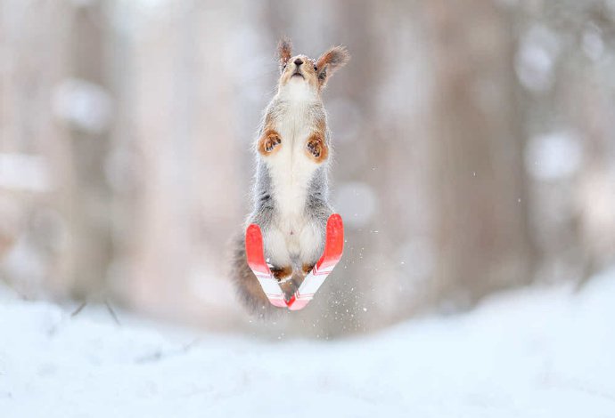 点击大图看下一张：一组冬天里做运动的小松鼠