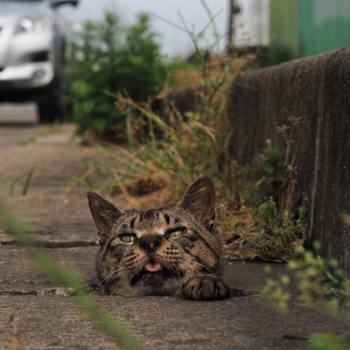 点击大图看下一张：摄影师镜头下的流浪猫，太有爱了