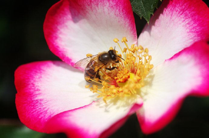 点击大图看下一张：一朵花花上勤劳的小蜜蜂