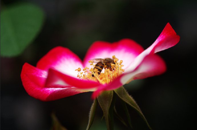 点击大图看下一张：一朵花花上勤劳的小蜜蜂