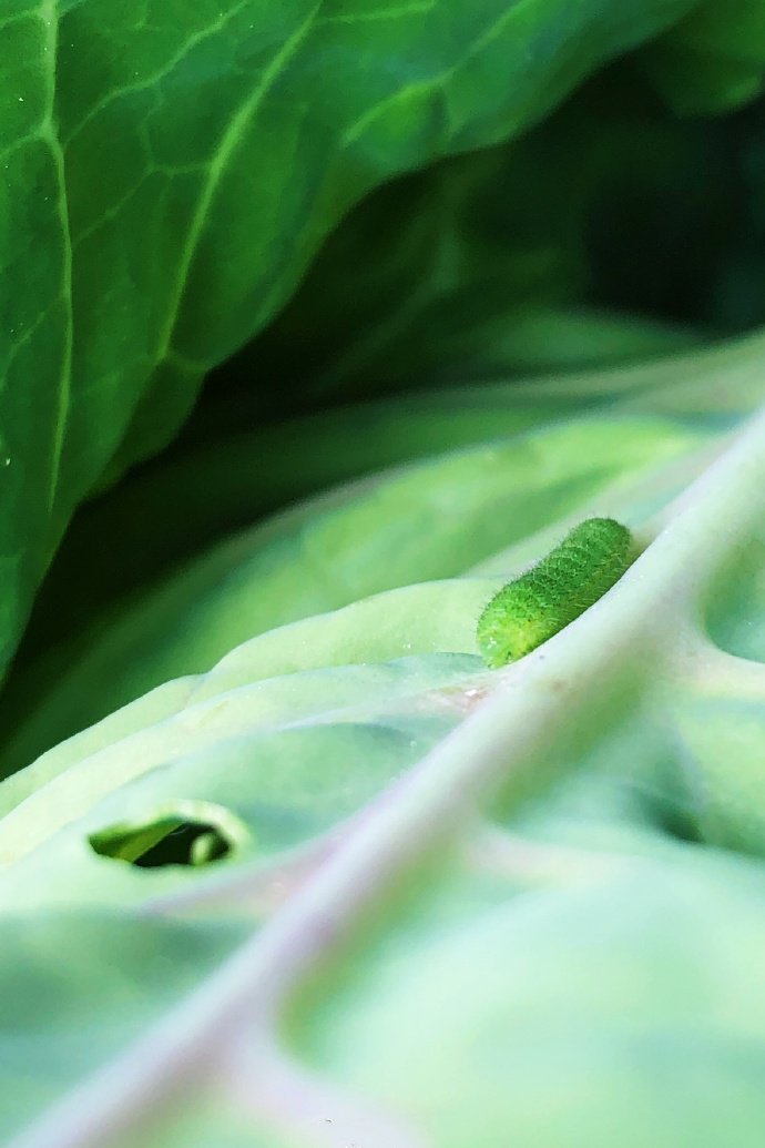 点击大图看下一张：一组叶子上的昆虫图片欣赏