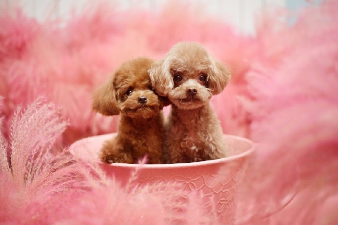 点击大图看下一张：一组超可爱小巧的泰迪狗狗图片