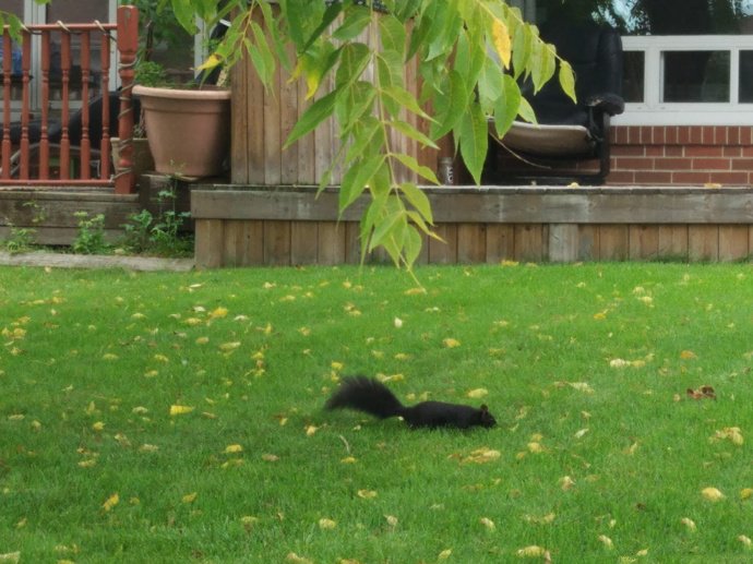 点击大图看下一张：一组草地上的小松鼠图片