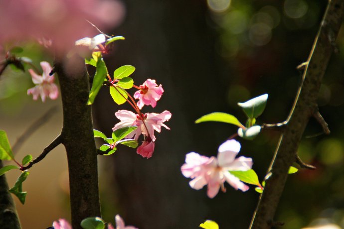 点击大图看下一张：随风起舞的粉色樱花图片