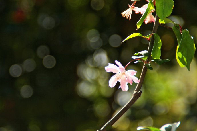点击大图看下一张：随风起舞的粉色樱花图片