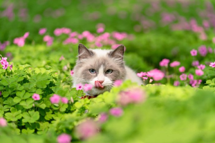点击大图看下一张：粉色花丛里的小猫咪