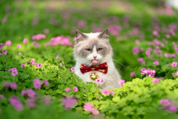 点击大图看下一张：粉色花丛里的小猫咪