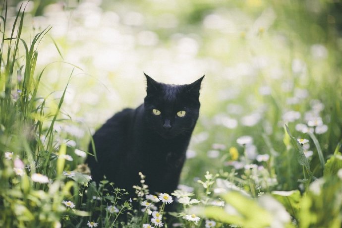 点击大图看下一张：一组酷酷的黑色猫咪摄影图片