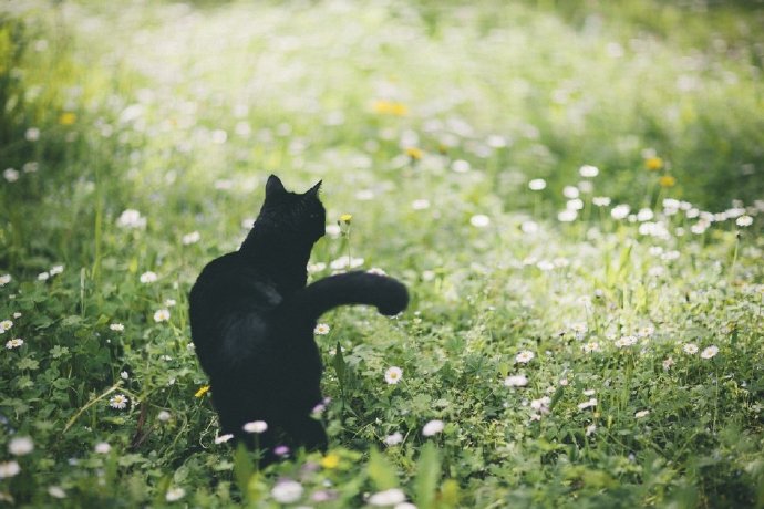 点击大图看下一张：一组酷酷的黑色猫咪摄影图片