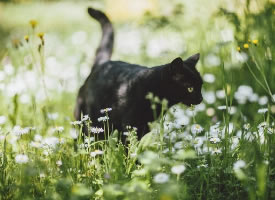 一组酷酷的黑色猫咪摄影图片
