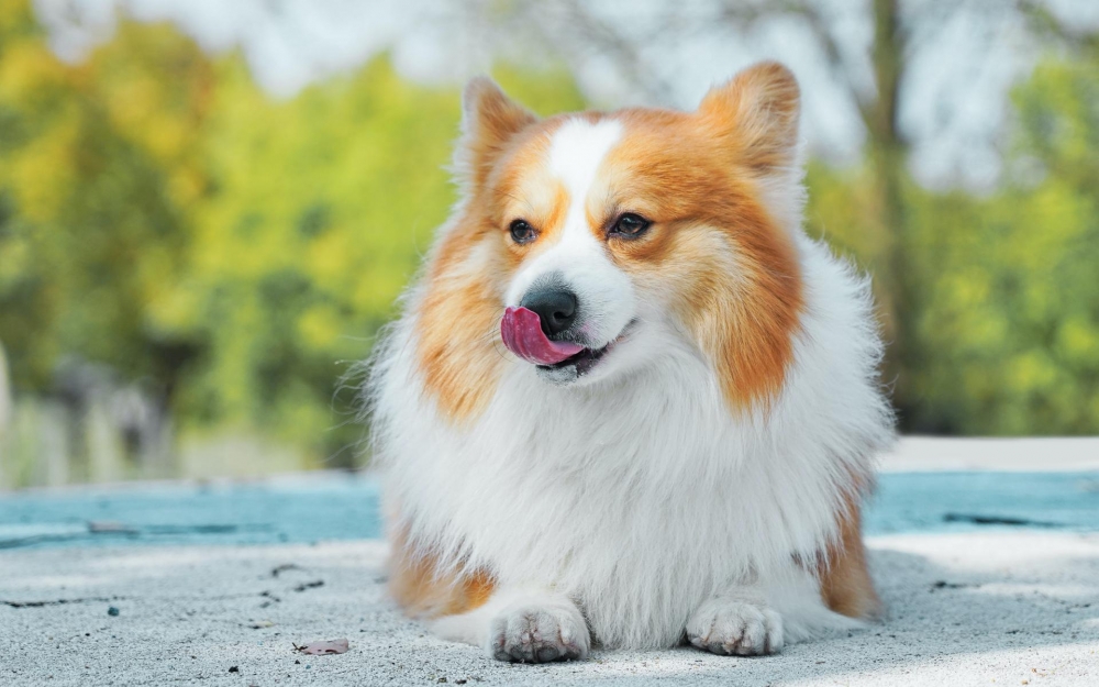 点击大图看下一张：可爱的柯基犬高清桌面壁纸