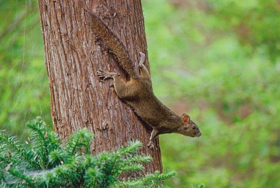 点击大图看下一张：喜欢爬树的长吻松鼠图片