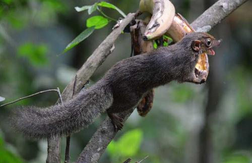 点击大图看下一张：喜欢爬树的长吻松鼠图片