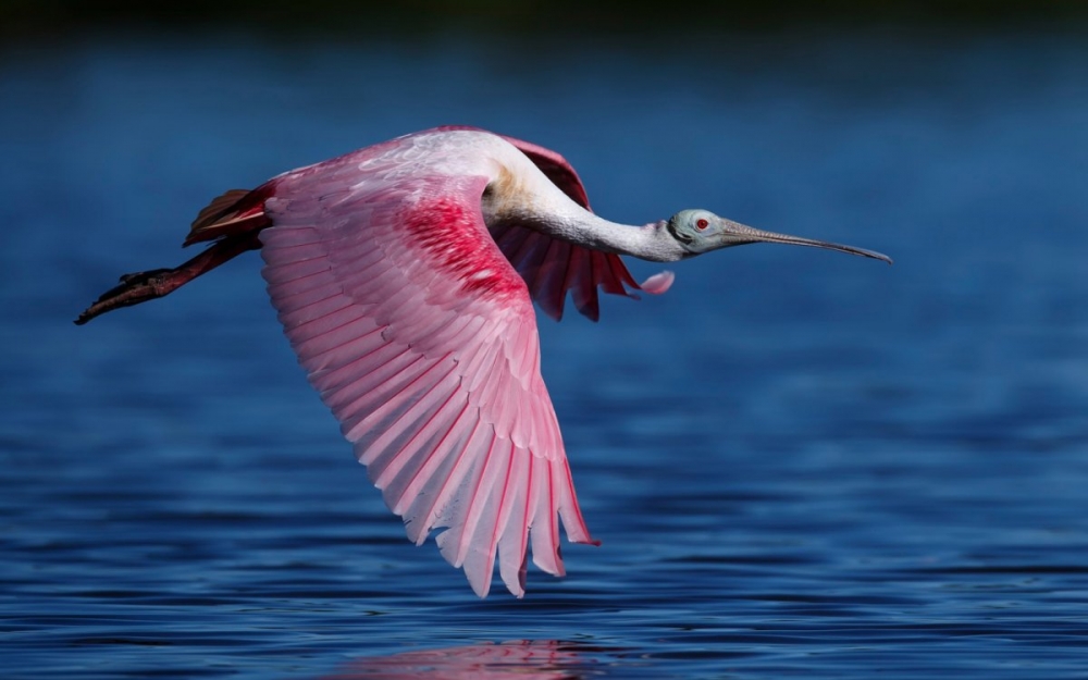 点击大图看下一张：一组漂亮的粉红琵鹭图片