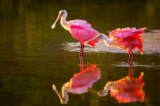 点击大图看下一张：一组漂亮的粉红琵鹭图片
