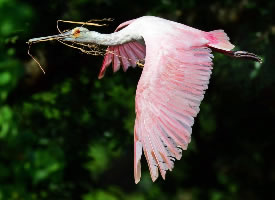 一组漂亮的粉红琵鹭图片