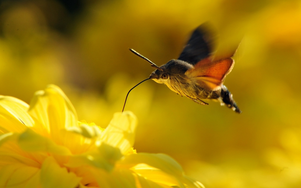 点击大图看下一张：羽毛艳丽极美的蜂鸟图片