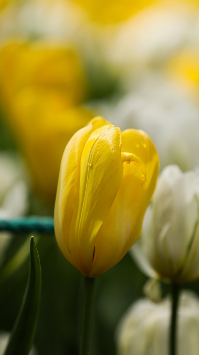 点击大图看下一张：一组郁金香花开四月天