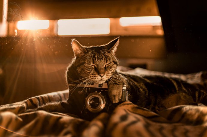 点击大图看下一张：一组拿着相机的萌猫图片