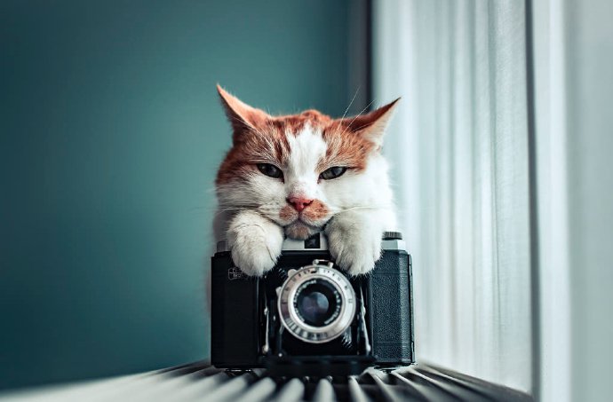 点击大图看下一张：一组拿着相机的萌猫图片