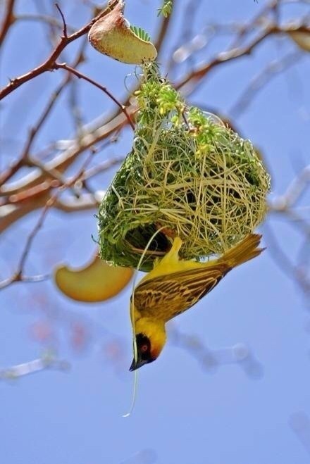 点击大图看下一张：自然界神奇的建筑大师——织巢鸟