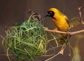 自然界神奇的建筑大师——织巢鸟