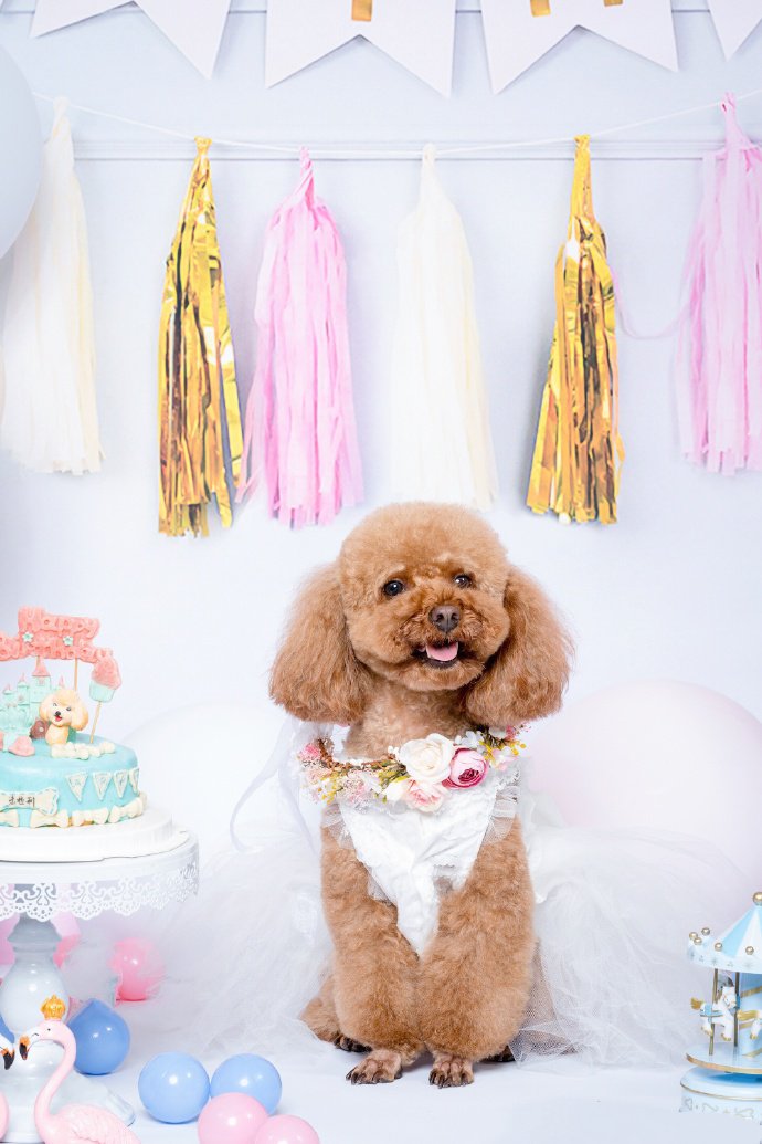 点击大图看下一张：开心过生日的泰迪狗狗图片