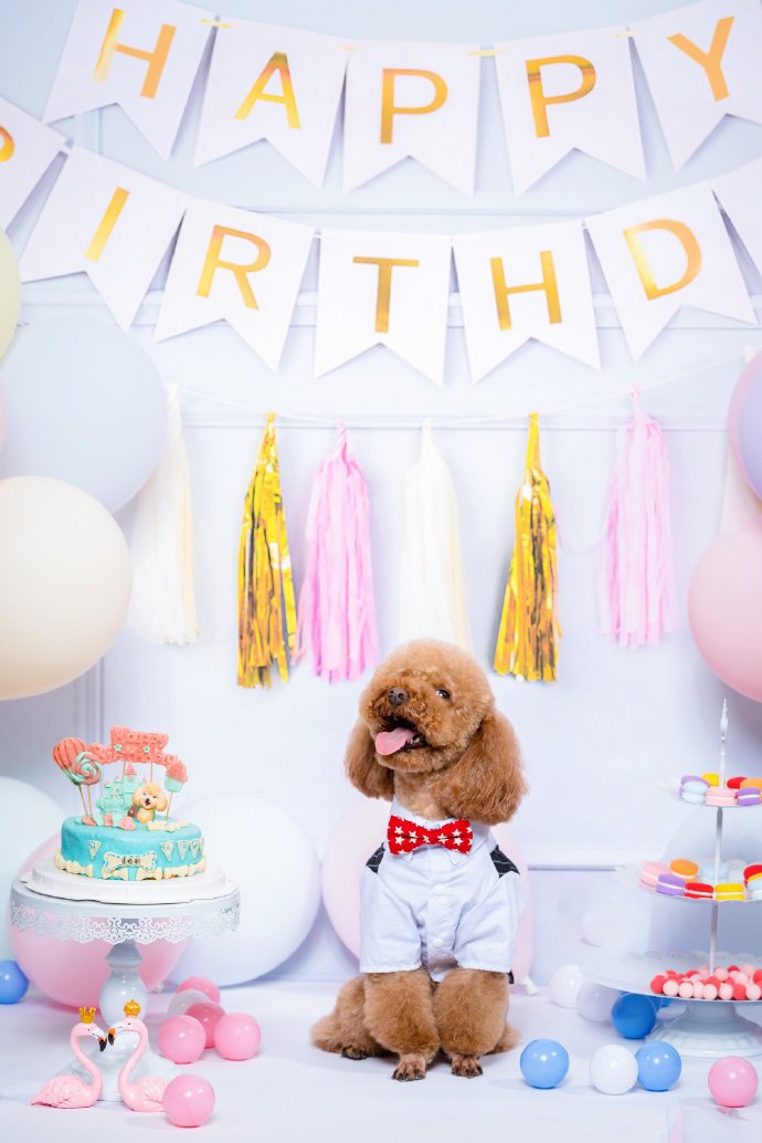 点击大图看下一张：开心过生日的泰迪狗狗图片
