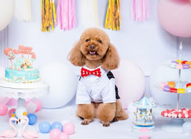 开心过生日的泰迪狗狗图片
