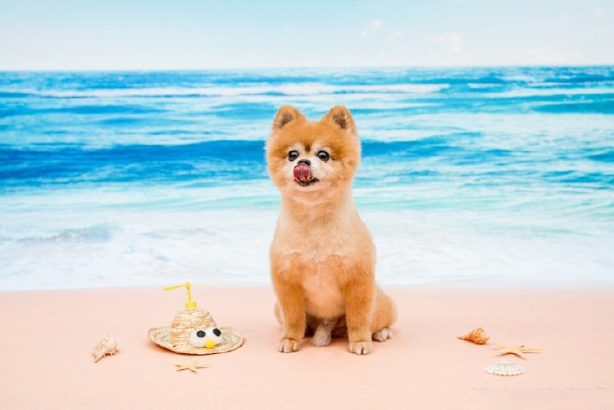 点击大图看下一张：沙滩上可爱的博美狗狗图片