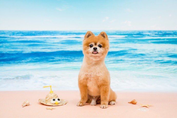 点击大图看下一张：沙滩上可爱的博美狗狗图片