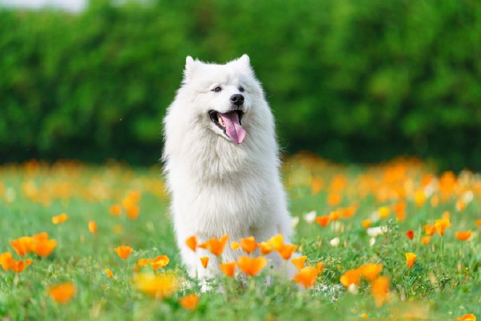点击大图看下一张：一组超可爱乖巧的萨摩耶狗狗拍摄图
