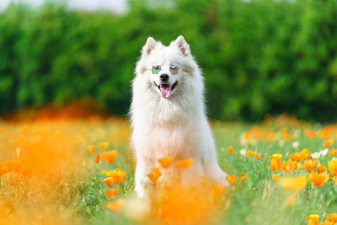 点击大图看下一张：一组超可爱乖巧的萨摩耶狗狗拍摄图