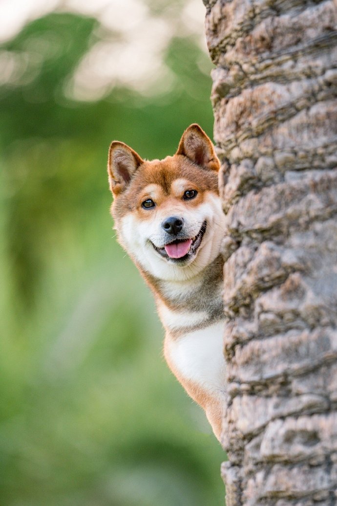 点击大图看下一张：有着甜甜笑容的可爱柴犬图片