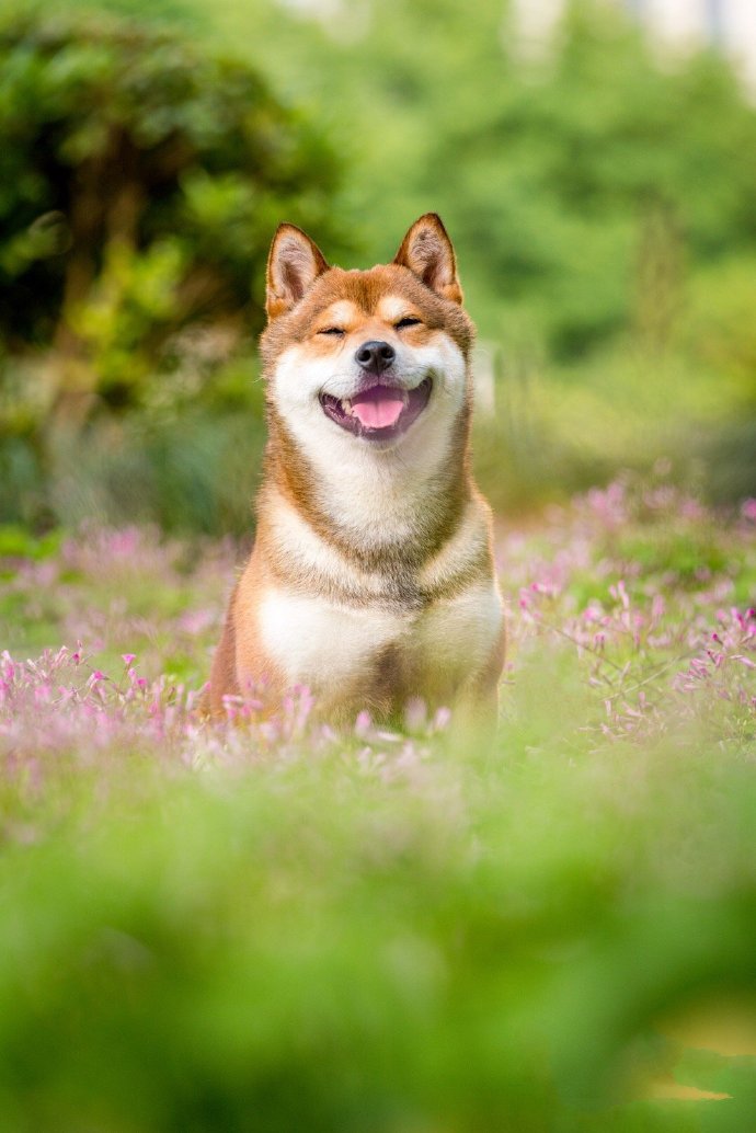 点击大图看下一张：有着甜甜笑容的可爱柴犬图片