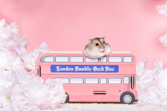 点击大图看下一张：观光巴士上看风景的小仓鼠