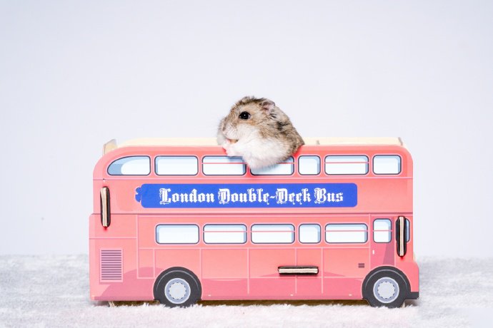 点击大图看下一张：观光巴士上看风景的小仓鼠