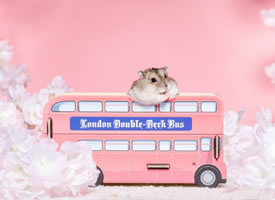 观光巴士上看风景的小仓鼠